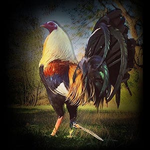 Puede incluir: Un gallo colorido con plumas de cola negras, verdes y azules, un pecho blanco y amarillo y una cresta roja. El gallo est&aacute; de pie en un campo de hierba.