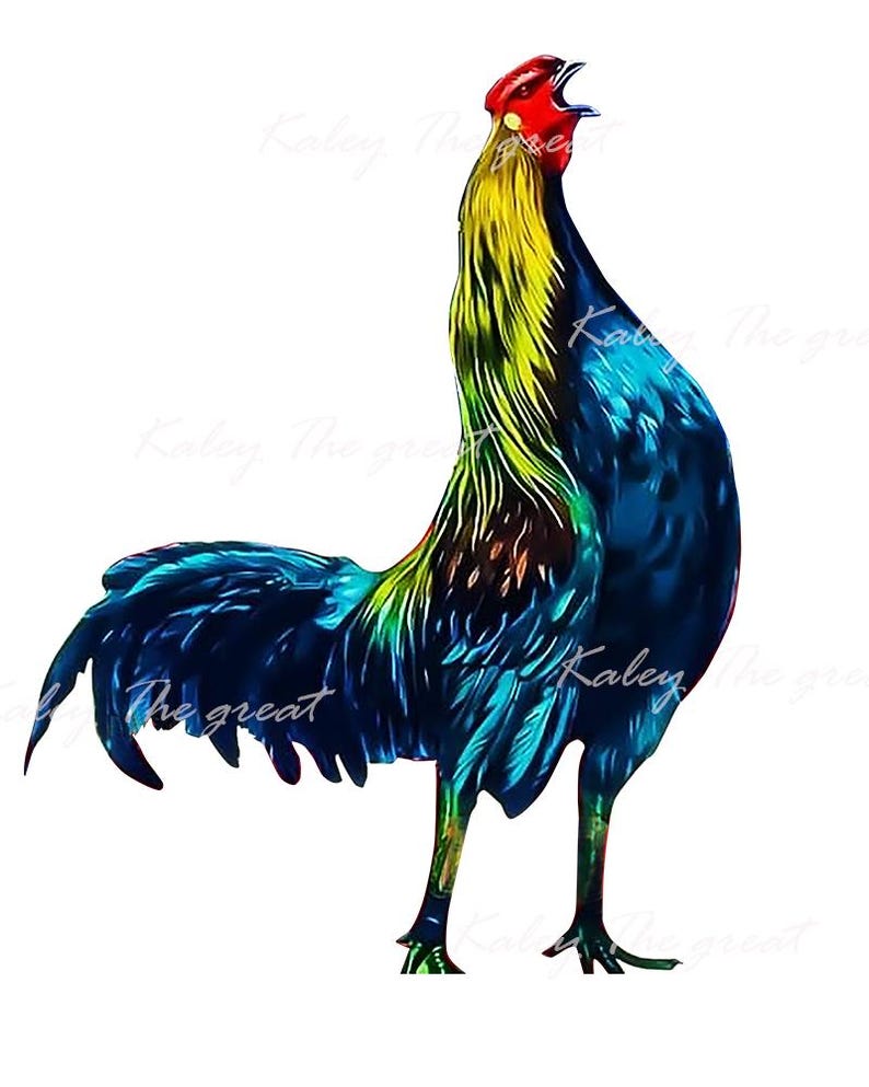 May include: A colorful rooster with a red comb and wattle, blue and green feathers, and a yellow neck. The rooster is standing with its head tilted back and its beak open, as if it is crowing.