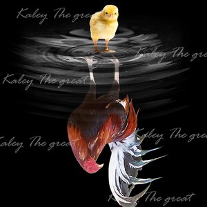May include: A rooster with a white and brown feathered tail and a red comb stands on a black and white water surface. A yellow chick is standing on the water surface above the rooster. The text "Kaley The great" is written in white on a black background.