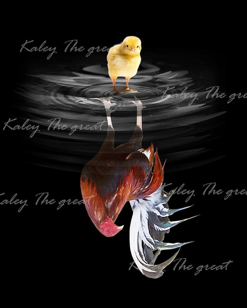 May include: A rooster with a white and brown feathered tail and a red comb stands on a black and white water surface. A yellow chick is standing on the water surface above the rooster. The text "Kaley The great" is written in white on a black background.