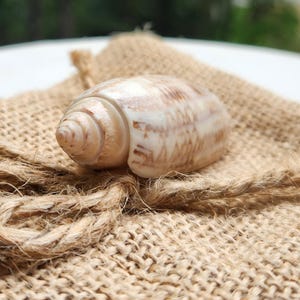 Olive Shells