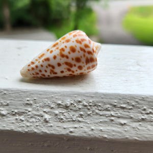 Pode incluir: Uma concha em forma de cone com base branca e numerosas manchas castanhas. A concha está sobre uma superfície branca texturizada, com um fundo verde desfocado de folhagem.