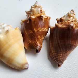 Strombus pugilis (Strombus pugilis), Isola di Sanibel, Florida