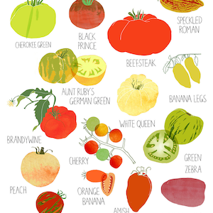 Tomato Poster