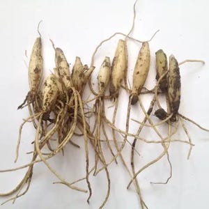 20x sprießende Bärlauchzwiebeln, Allium ursinum, fertig zum Pflanzen! +Bonus! Nur für EU-Kunden!