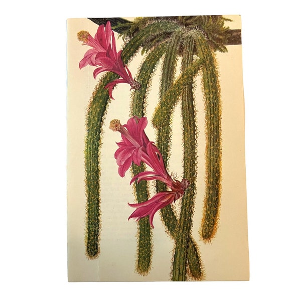 vintage Petite Cactus Print ~ Aporocactus Flagelliformis Epiphyllum~ Book Plate ~ Southwestern Decor~ Pink flowering rat tail Epiphyllum