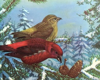 Crossbill Bird print ~Vintage Children's Print, Illustration, Book Plate ~Nursery decor ~ Walter Weber ~ Traveling with Birds 1933