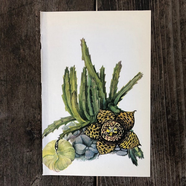 Vintage Petite Cactus Print ~ Starfish cactus, Carrion cactus~ Book Plate ~ Southwestern Decor~ Corpse Flower