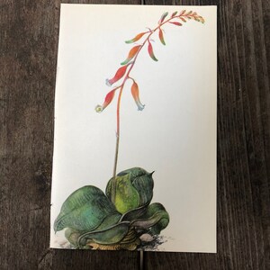 Vintage Petite Aloe Print ~ Flowering Aloe~ Book Plate ~ Southwestern Decor