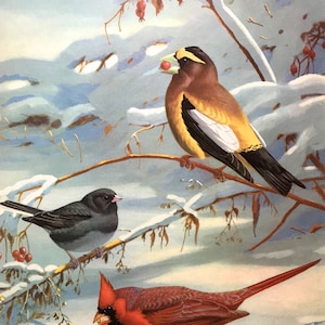 Grosbeak, Cardinal, Junco Bird Print ~Vintage Print, Illustration, Book Plate ~Nursery decor ~ Walter Weber ~ Traveling with Birds 1933