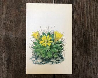 Vintage Petite Cactus Print ~ Flowering yellow Cactus~ Book Plate ~ Southwestern Decor