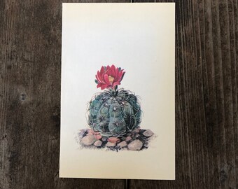 Vintage Petite Cactus Print ~ Red Flowering Cactus~ Book Plate ~ Southwestern Decor