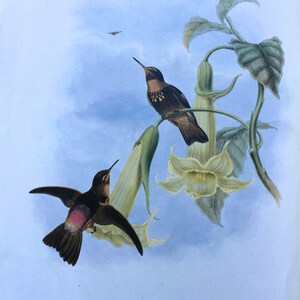 Hummingbird ~Vintage Bird  Print, Nature Illustration, Book Plate ~ Aglaeactis Caumatonota ~ Eriocnemis Sapphiropygia