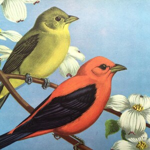 Scarlet Tanager Bird Print ~Vintage Children&#39;s Print, Illustration, Book Plate ~Nursery decor ~ Walter Weber ~ Traveling with Birds 1933