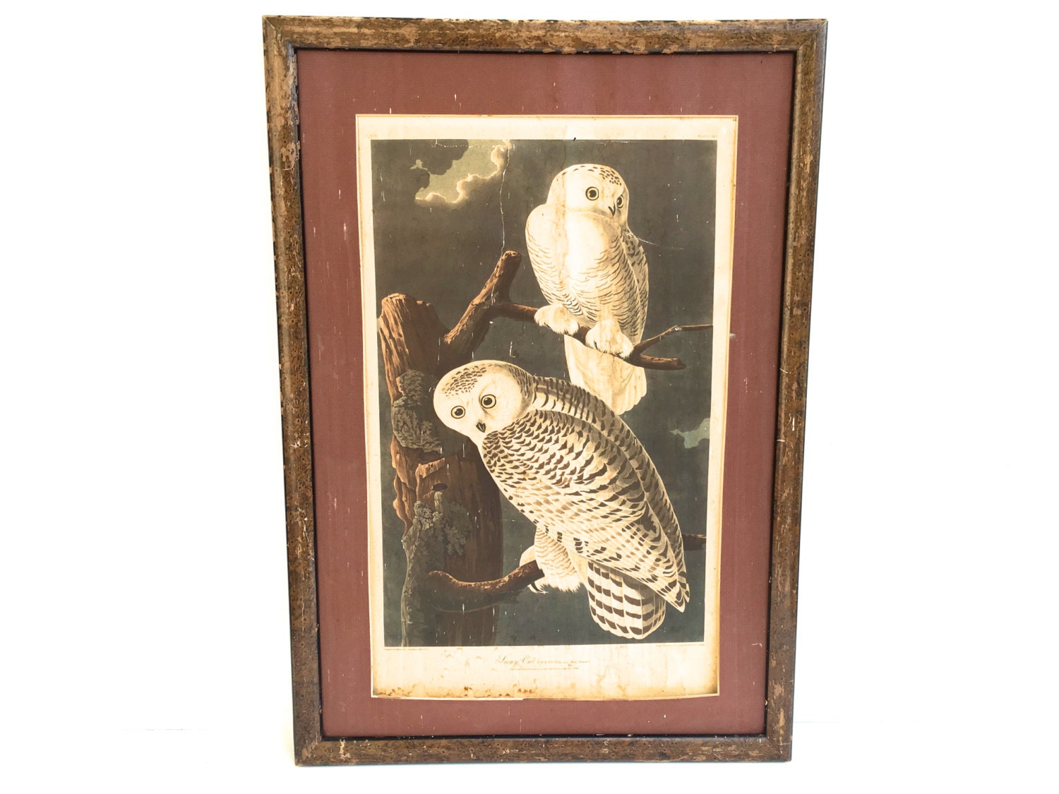 Vintage framed Owl Print Owl Art Vintage Audubon Society | Etsy