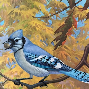 Vintage Blue Jay Bird Print ~Children&#39;s Print, Illustration, Original Book Plate ~Nursery decor ~ Walter Weber ~ Traveling with Birds 1933