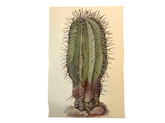 nopal-kaktus Nopales (Opuntia spp. – Prickly Pear Cactus) – The Boho Being, LLC main image 0