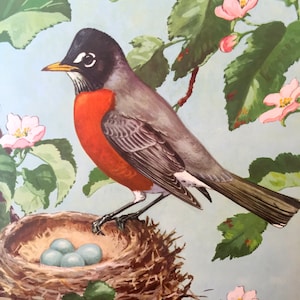 Robin Red Breast Bird Print ~Vintage Children&#39;s Print, Illustration, Book Plate ~Nursery decor ~ Jacob Bates Abbott ~ Birds at home 1942