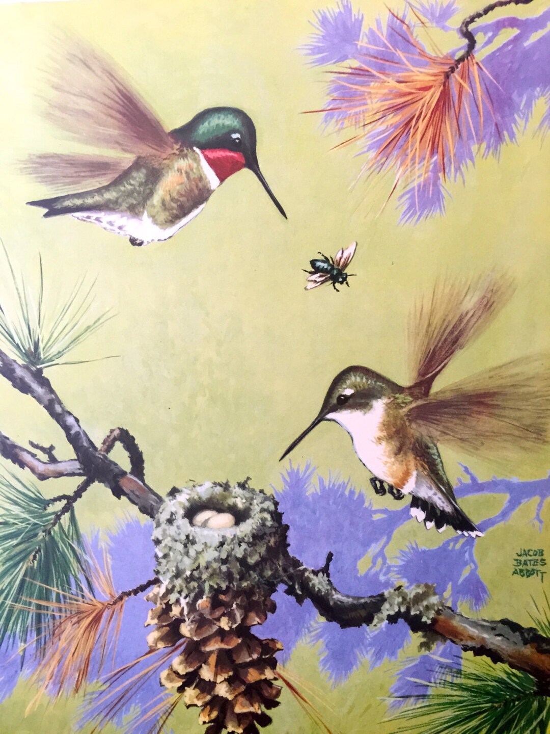 Stampa colibrì Stampa vintage per bambini, illustrazione, piatto