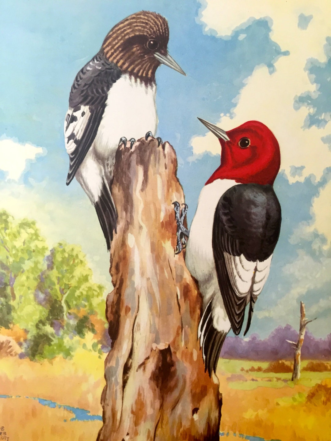 アート・デザイン・音楽 REDHEADED PECKERWOOD Redheaded Wood Pecker oil painting on wooden disk