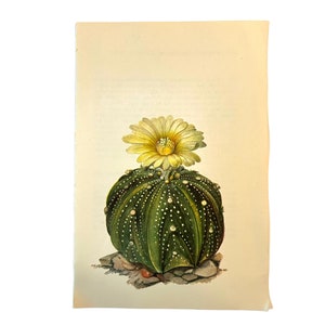 Vintage Zierlicher Kaktus Druck ~ Gelb blühender Kaktus ~ Astrophytum Capricorne ~ Zebra Pflanzen Buch Platte ~ Southwestern Decor