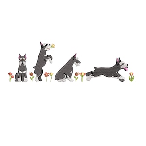 Puede incluir: Cuatro schnauzers miniatura negros y blancos en varias poses, incluyendo de pie, sentados y corriendo, con flores rosas en el fondo.