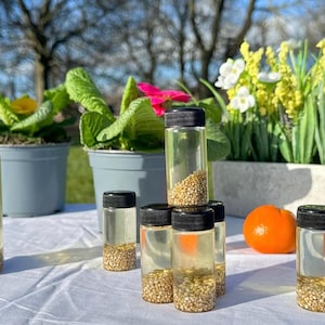 May include: A collection of clear glass bottles with gold-colored seeds inside, arranged on a white tablecloth. The bottles have black lids and some are stacked on top of each other. There is a small orange fruit in the foreground.