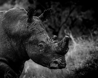 Wydruk fotografii Rhino
