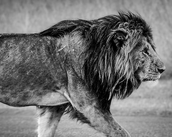 Löwen Portrait: Majestätischer König des Dschungels