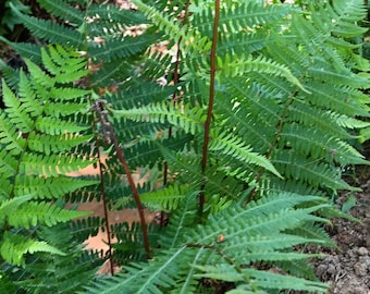 Southern Lady fern