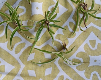 Variegated spider plant starts