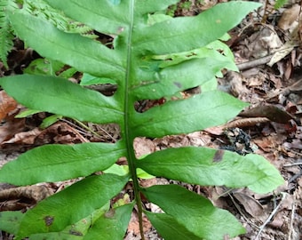 Netted chain fern