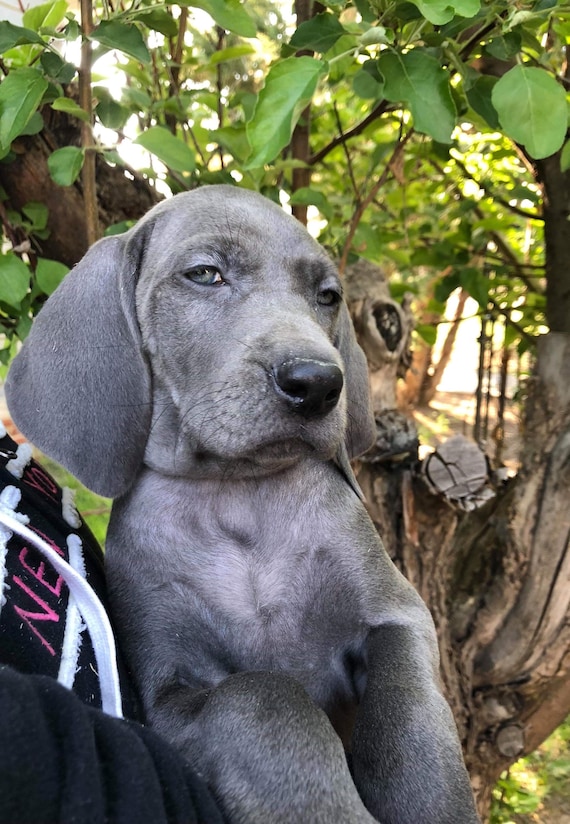 Weiner Dog Basset Hound Weimaraner Mix Basset Beagle Weiner