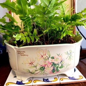 May include: An oval ceramic planter with a scalloped rim and four small feet, featuring a botanical illustration of pink and yellow flowers with the text Honey suckle (Lonicera caprifolium) printed on the side, containing a lush green fern plant.