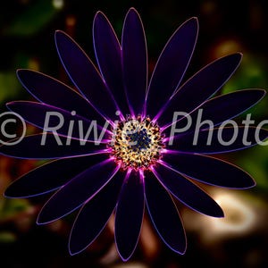 Digital file of a purple flower