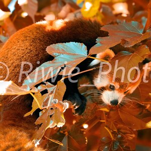Red Panda digital file (Beauval Zoo)