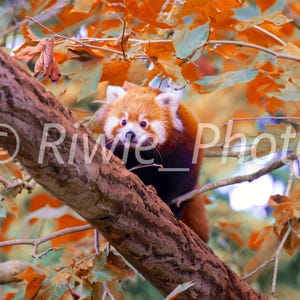 Red Panda digital file (Beauval Zoo)