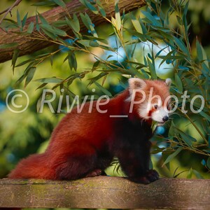 Red Panda digital file (Beauval Zoo)