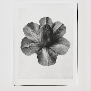 Botanical Form Studies | Vintage Black & White Flower Photography | Scientific Plant Prints | Digital Download | Printable Wall Art
