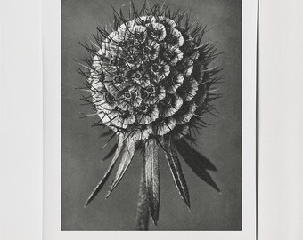 Puede incluir: Fotografía en blanco y negro de una cabeza de flor seca. La cabeza de la flor esférica tiene una textura espinosa, rodeada de hojas delgadas y puntiagudas. La imagen es un primer plano, que destaca los intrincados detalles de la planta.