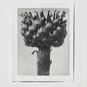 Botanical Form Studies | Vintage Black & White Flower Photography | Scientific Plant Prints | Digital Download | Printable Wall Art