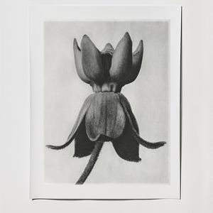 Botanical Form Studies | Vintage Black & White Flower Photography | Scientific Plant Prints | Digital Download | Printable Wall Art