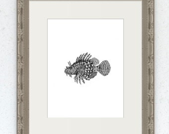 Lionfish, Pencil Sketch