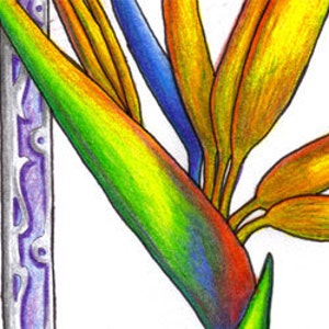 Strelitzia reginae - Bird of Paradise Original Drawing