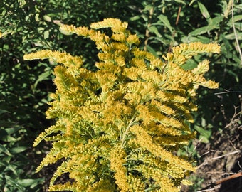 Puede incluir: Un ramo de flores de vara de oro con numerosas flores pequeñas de color amarillo brillante agrupadas a lo largo de tallos verdes delgados y ramificados. La planta muestra una estructura densa y plumosa con pétalos amarillos.