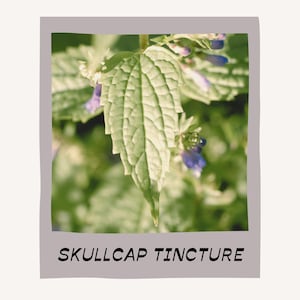 SKULLCAP TINCTURE ••• herbal extract, tincture, natural