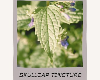 May include: A close-up of a green leaf with a textured surface, surrounded by other green leaves and small purple flowers. The image is framed in a gray border with the text "SKULLCAP TINCTURE" at the bottom.