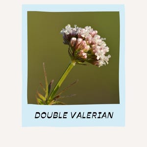 Double Valerian Tincture