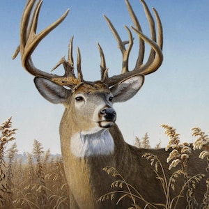 35&quot; Fabric Panel | David Textiles Digital Deer Portrait Buck Field Scene