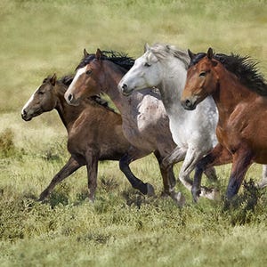 34&quot; Fabric Panel | Hoffman Nature Galloping Wild Horse Scene Green